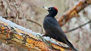 O big black diatloga gall